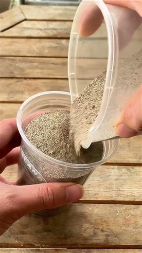 Propagate Bougainvillea Using Orange Peel 🍊🌸 #shorts