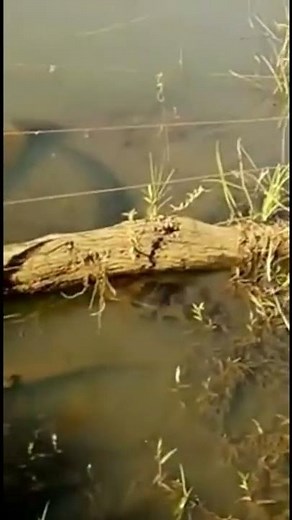 Sucuri | Shorts | Biólogo Henrique