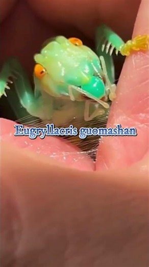This Giant Insect Builds a Protective Web! | Eugryllacris guomashan Amazing Survival Strategy