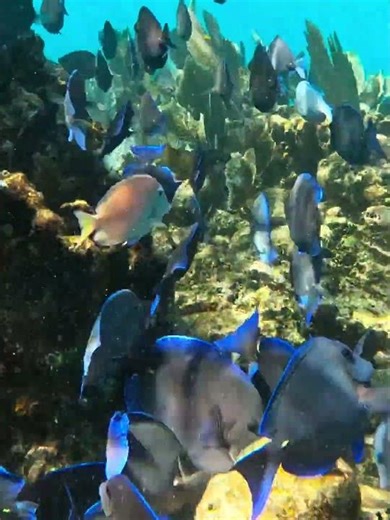 Atlantic Blue Tang, Pez Espiga Azul, on coral reef in Caribbean Sea #bluetang #espigaazul #fish #pez