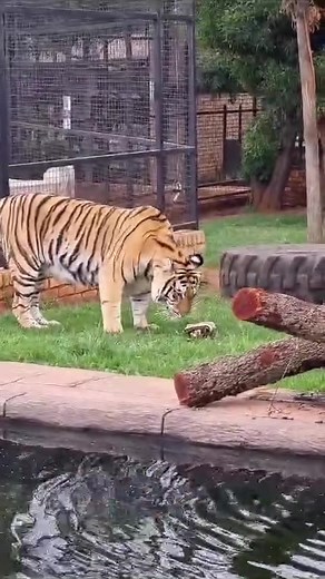 🐯 Majestic and mysterious, meet Shadow the Bengal Tiger at The Benoni Monkey and Bird Park! 🌿✨ Get ready to witness her awe-inspiring beauty and grace of this incredible creature up close and personal. 😍📸 As you stroll through the park, don’t miss the chance to admire Shadow’s sleek stripes and powerful presence! 🐾👀 🌳🦜