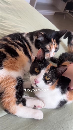 Cat Mom's Milk Addiction Solution: Tips for Weaning Kittens