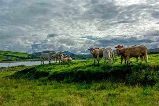 The Downfall of Ireland: Can It Be Saved, It's Now or Never