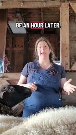 How are you struggling with Spring Forward?#daylightsavingtime #staffmeeting #sheeparecute