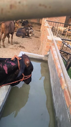 Essential Practices for Successful Feedlot Farming