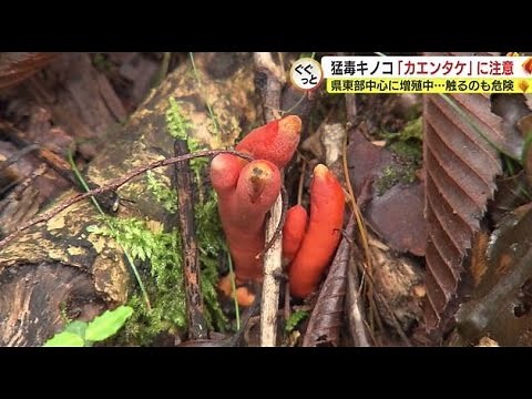 “最強”の猛毒キノコ「カエンタケ」 に注意 触ると手がただれ3cm食べると死亡