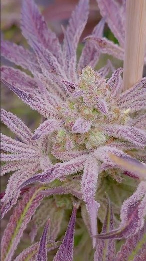Wonderful Purple Buds and Leafs - Trichome City Cannabis Flowering Phase