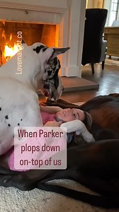 Great Dane love is suffocating 😅 #hilarious #lovedogs #love #greatdane | LoveMargot