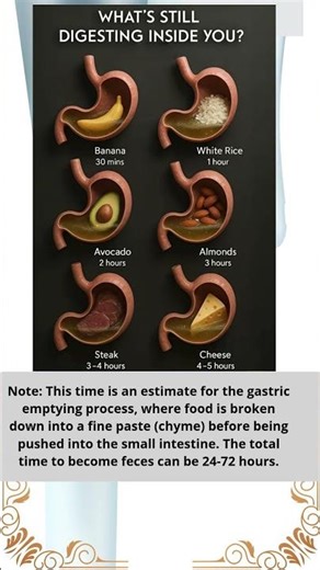 Differences in Digestion Time Based on Food Type