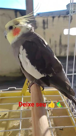 deixe seu 👍 se escreve no canal ative o sininho para mais vídeos 👍👍🦜