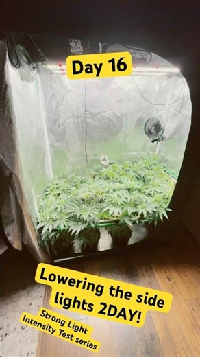 LOWERING THE SIDE LiGHTS day 16 strong light intensity test y