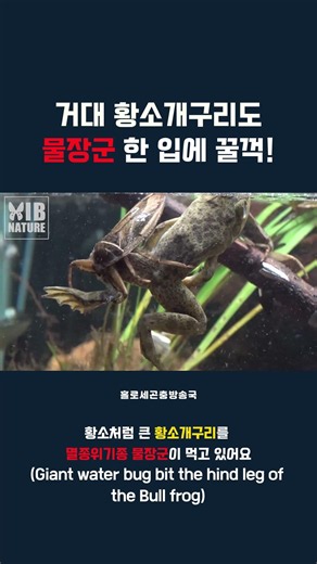 거대 황소개구리도 물장군 한 입에 꿀꺽 #멸종위기종 #물장군 #황소개구리 #동물 #insects #giantwaterbug #수서곤충 #외래종 #이강운 #홀로세생태보존연구소