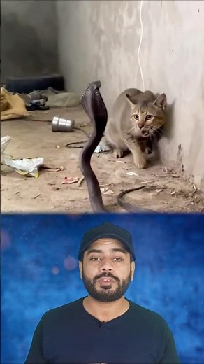 Watch How Fast Cats Really Are