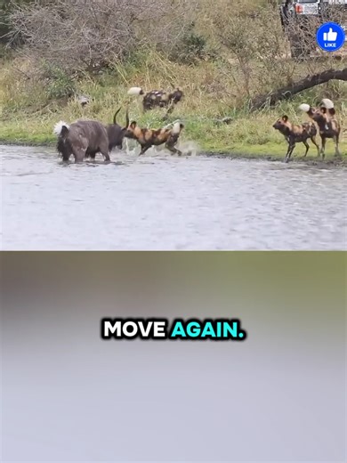 Exploring Wild Dogs in Their Natural Habitat