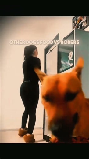 Other Dogs vs. The Hero Dog! 🐕 Robbers Didn't See This Coming! #shorts #shortsviral #dogs #viral