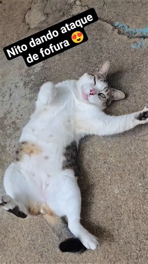 Nito dando ataque de fofura 😍 #gatos #cat #nito #pets #funny #cute