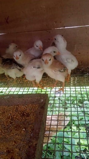 hello guys I'm late fosing video and like my video