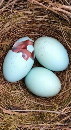 cute bird egg hatching #birds