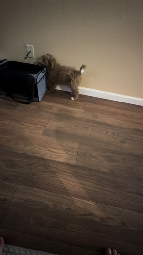 Puppy Training Update: Teaching Basic Commands at 9 Weeks