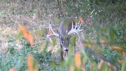 Tired of watching your neighbor shoot your two year olds? Come try hunting at our ranch where we make sure your neighbors can’t shoot our 2 year olds! 😂 #hunting #deermanagement | Oak Creek Whitetail Ranch