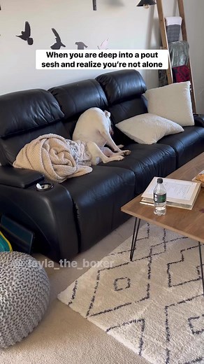 (Posted on my main account Layla the Boxer ❤️) I can’t ignore her for half a second I swear 😂 I took some time this morning to write out the next skit idea and she sat there whining out of boredom lol. I went to the bathroom and came back to this drama 🤣 #funnydogs #dogskit #skit #dogactor #australianshepherd #heeler #whiteboxer #boxer #boxerdog #dogvideos #cutedogs #comedy #comedyskit #funnydogvideos #poutingdog | Manthy’s