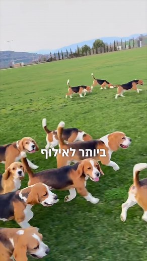 Training the Most Challenging Dog Breeds: Beagle Insights