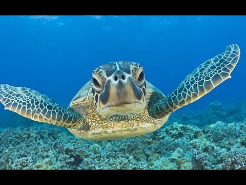 Swimming with Sea Turtles: Beautiful Surprises Underwater
