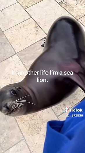 Why Sea Lions Are Adorable: Fun Facts You Need to Know