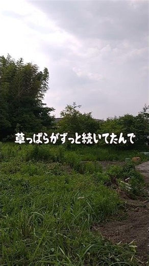 果樹園の雑草がヤバすぎる…農業系YouTuberてっぺいの果樹園の草刈りが大変！桃の木どうなるの… #shorts