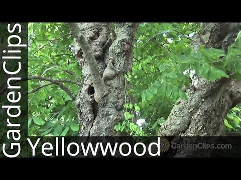 Yellowwood -- Cladrastis kentukea