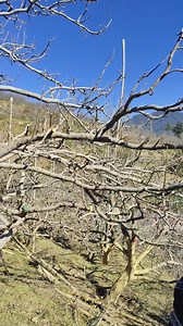 #pruning #training #royal #apple #farming # | Sanjeev Mahar