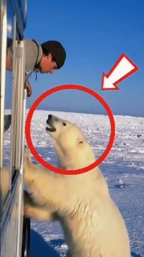 Polar Bear Tries to Attack Man from Bus 😱🐻‍❄️ #shorts