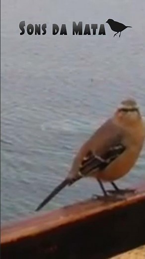 Sabiá da praia cantando e baleia, provavelmente uma jubarte nadando no fundo.