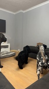 2.2K views | The three dogs humorously ganged up and blocked the cat's way, playfully preventing them from getting down. The undeterred kitten engaged in a fun game with the dogs, playfully interacting with them as they continued their antics. | Jukin Copyright Management | Facebook