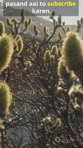 Fact about arctic hare#animal #facts #arctichare#shorts