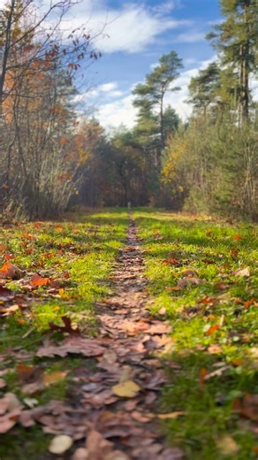 Meet Bowie, the Border Collie and mascotte of Pearls of Scotland! Who else is blessed with these powerbatteries on four legs? Insatiably joyful and indefatigable! | Pearls of Scotland