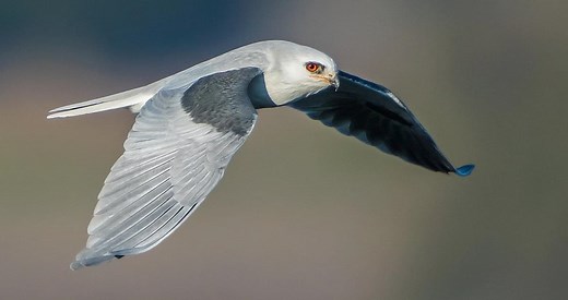 White-tailed Kite Identification, All About Birds, Cornell Lab of Ornithology