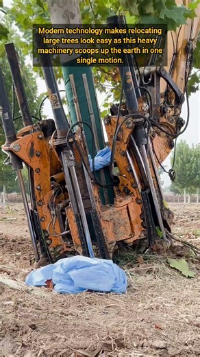 Powerful Industrial Machine Lifting Large Green Tree From Earth