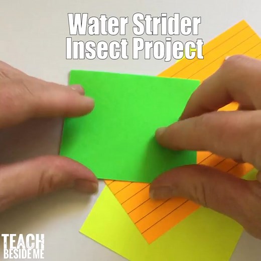 2.7K views · 3 comments | 襁 Can bugs really walk on water? Yes—and...