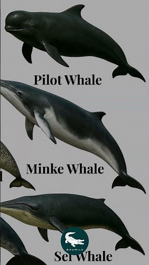 They move as one… and never leave each other behind 👀🌊 Pilot Whale: The Ocean’s Loyal Giant 🐋🖤