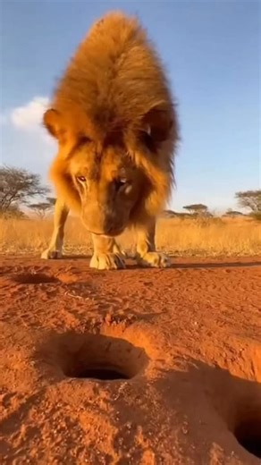 The craziest monkey in the world? 🙈🙉🙊 🦁 Follow me @troplanduniverse as I create moments we’ve never seen before. 🎨 made with ai This is not actual footage. This is “Tropland Vision” (AI my creativity) and takes me a while to make them. It brings me joy and happiness. Cheers. 🤙 #ai #monkey #funnyanimals #bigcats #animals | Tropland Universe by Josh Gottsegen