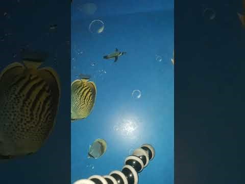 BBS second year macroeconomics, Circular flow of income and expenditure in two sector economy.