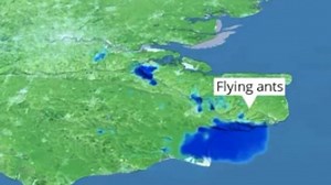 Huge swarm of flying ants so big it can be seen from SPACE