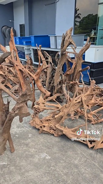 Best Driftwood Ideas for Your Aquarium Setup