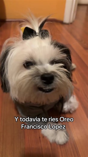 Shih Tzu Hairstyle Tips for Pet Owners