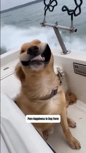 Pure Happiness in Dog Form #pets #dogs #funny