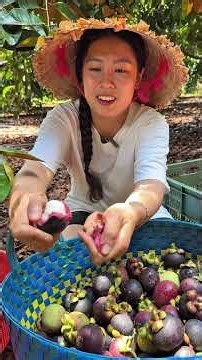 Thu hoạch măng cụt chín | TNCM