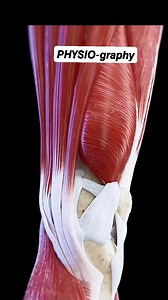 Quadriceps Action | PHYSIO-graphy