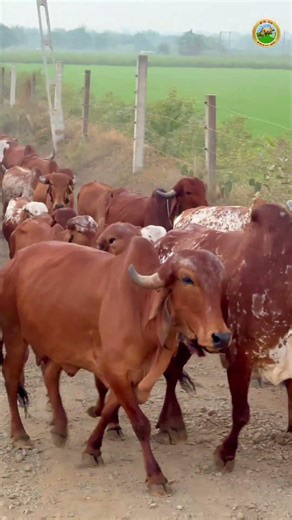सुनहरी सुबह और गौ माता का साथ | Gir Gau Jatan | Rameshbhai Rupareliya