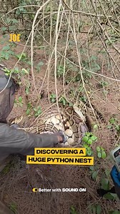 97K views · 208 reactions | Relocating pythons takes guts  #wildlife | Comedy JOE | Facebook